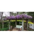 Цветущая Wisteria на беседке – весеннее украшение участка.